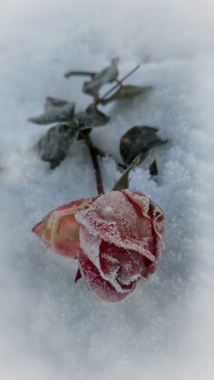 Ruža v mraze