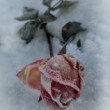 Ruža v mraze