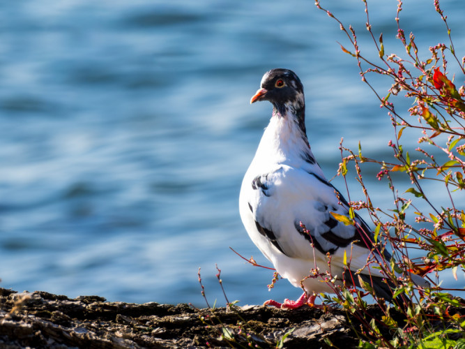 Holub skalný / holub domáci – Columba livia