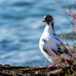 Holub skalný / holub domáci – Columba livia
