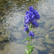 Prilbica