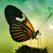 Heliconius melpomene