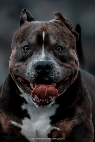 American bully