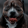 American bully