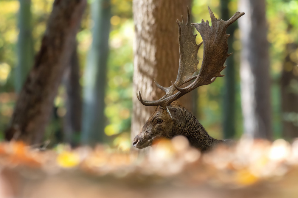 daniel škvrnitý, Fallow deer (Dama dama)