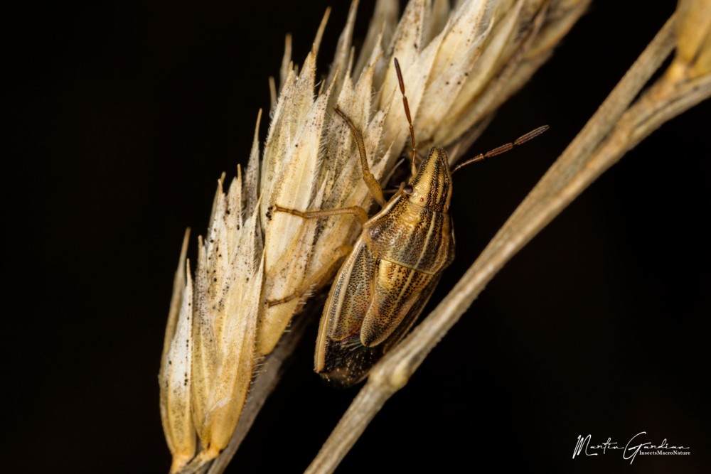 Aelia acuminata