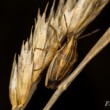 Aelia acuminata