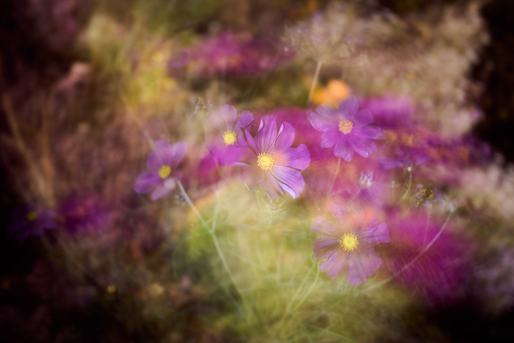 cool flowers