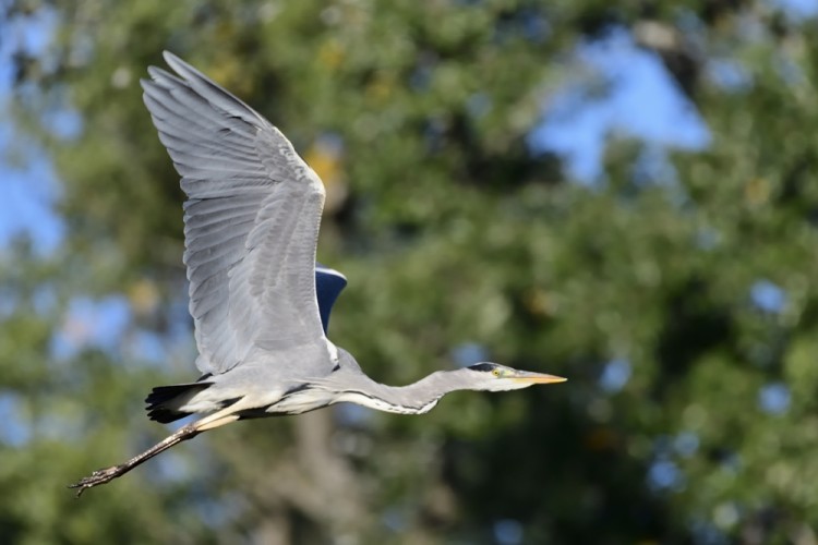 Ardea cinerea