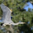 Ardea cinerea