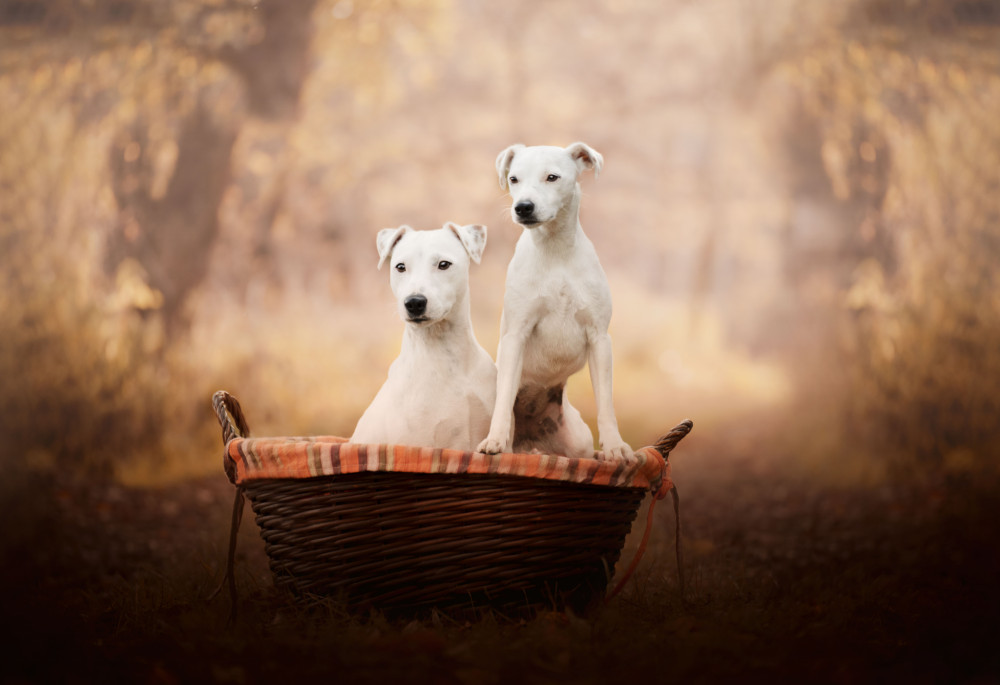 Portrét Jack Russells