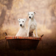 Portrét Jack Russells
