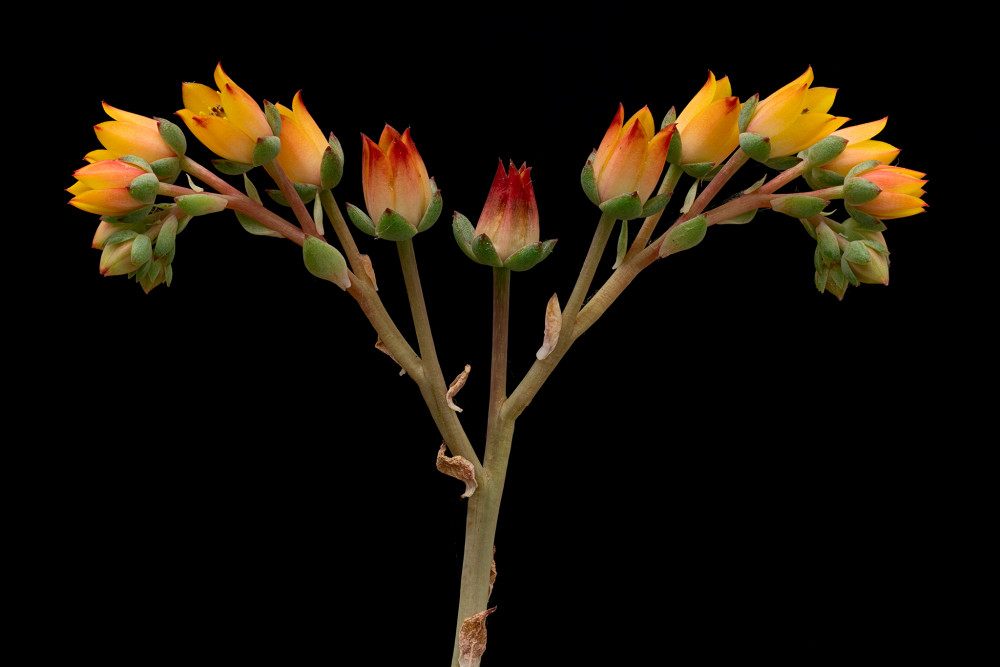 echeveria purpusorum