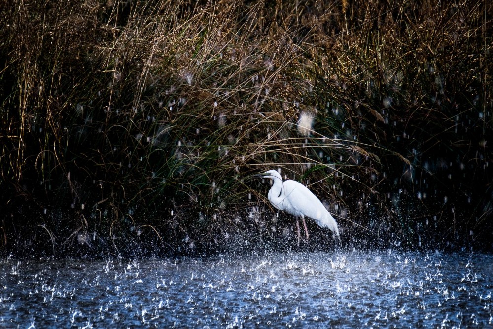 Volavka biela (Egretta alba)