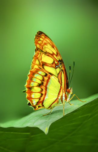 Siproeta stelenes