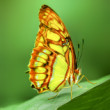 Siproeta stelenes