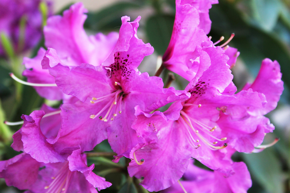 rododendron