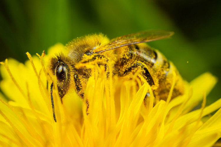 Bee
