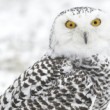 Bubo scandiacus