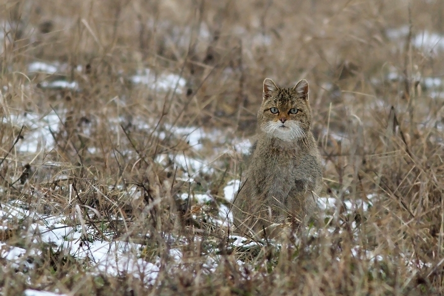 Felis silvestris