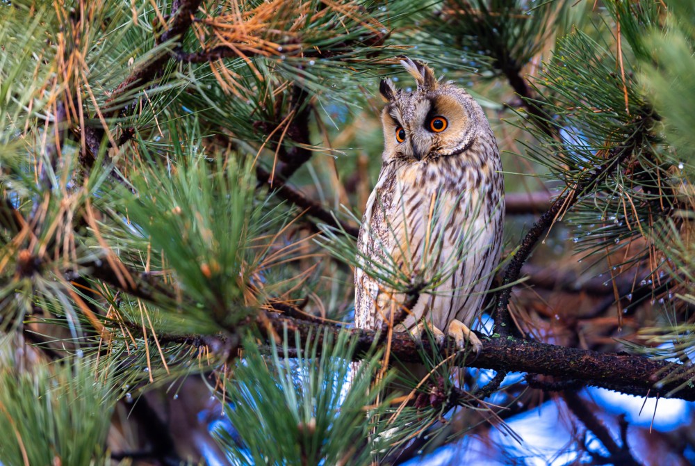 Myšiarka ušatá, The long-eared owl (Asio otus)