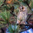 Myšiarka ušatá, The long-eared owl (Asio otus)