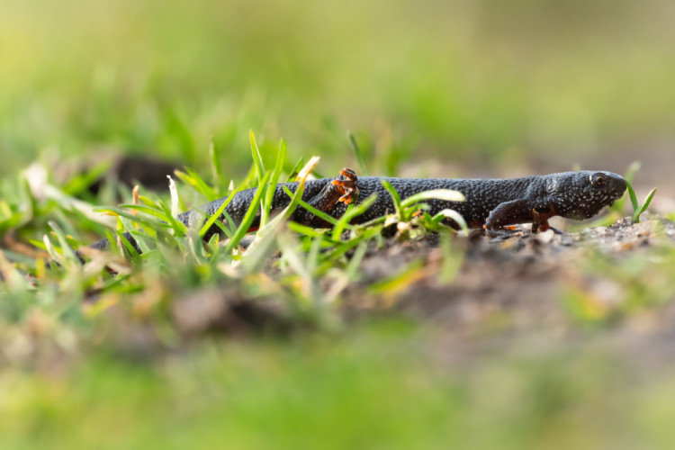 Mlok dunajský (Triturus dobrogicus)