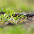 Mlok dunajský (Triturus dobrogicus)
