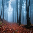 Fairytale forest