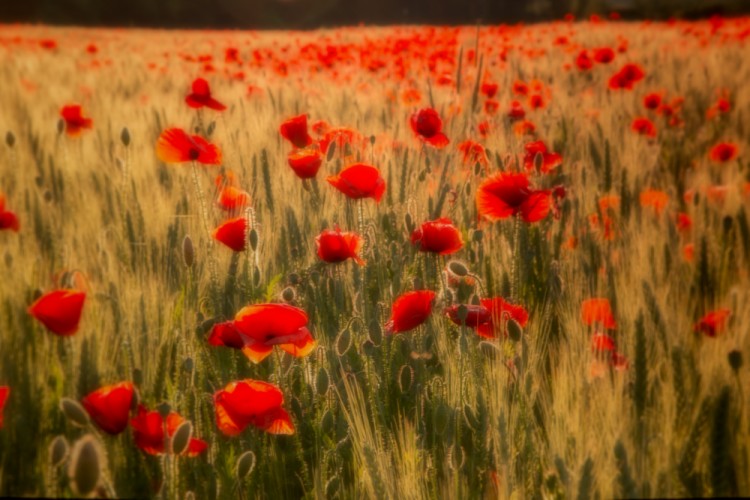 Red flowers