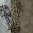 Strix aluco