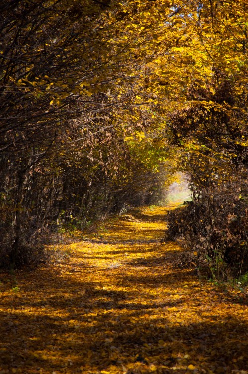 Tunel jesennou nádherou