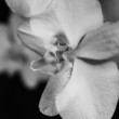 Orchidea