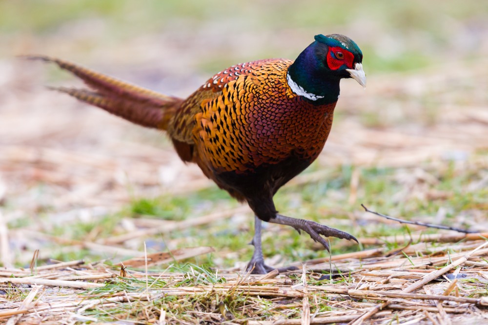 bažant poľný (Phasianus colchicus)