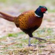 bažant poľný (Phasianus colchicus)