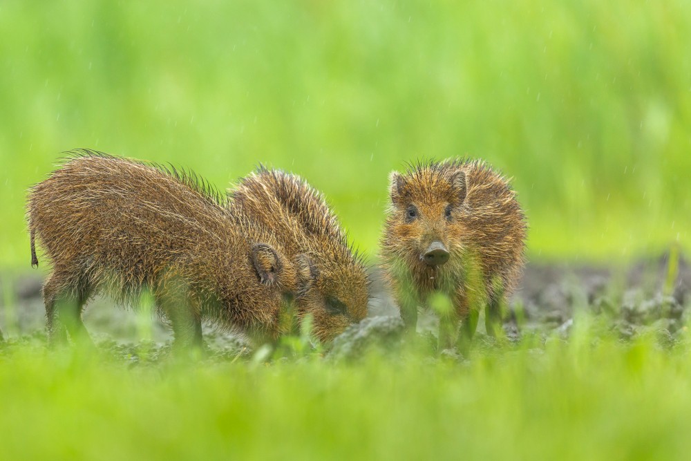 Diviak lesný, The wild boar (Sus scrofa)