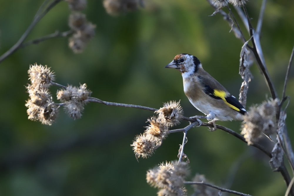 Carduelis carduelis