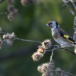 Carduelis carduelis