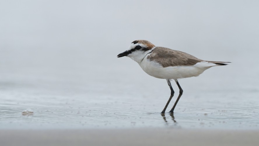 Kulík obyčajný , Charadrius alexandrinus , Srí Lanka