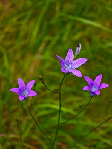 Trojica