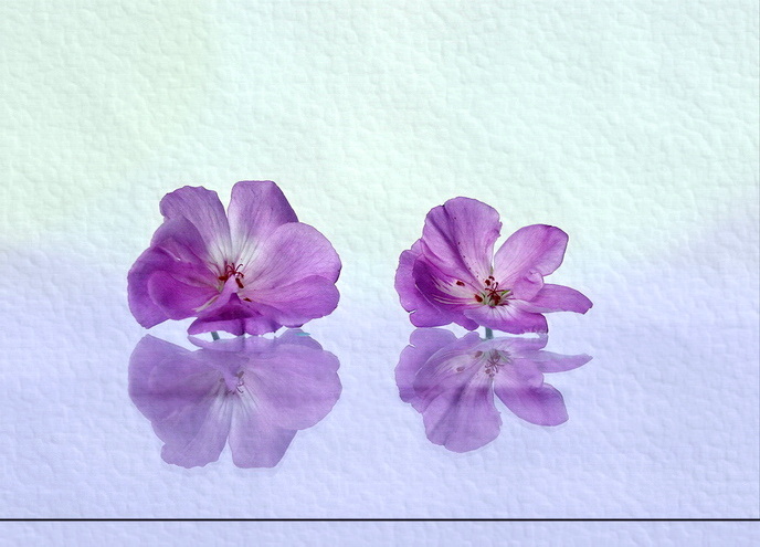 zátišie s kvietkami