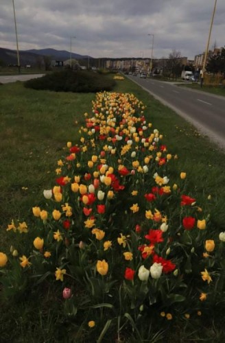 Kvetinova alej