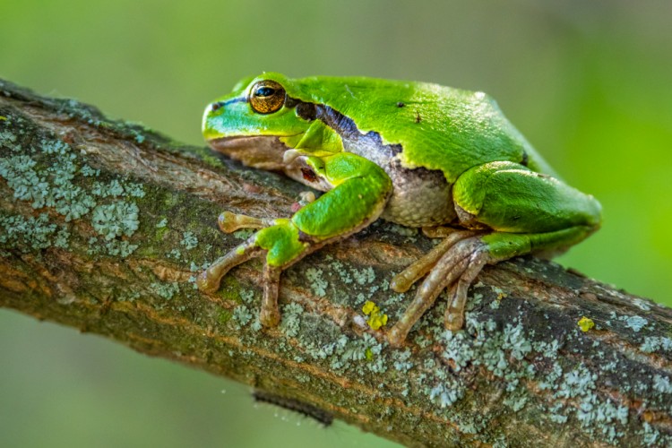 Rosnička zelená (Hyla arborea)