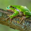 Rosnička zelená (Hyla arborea)