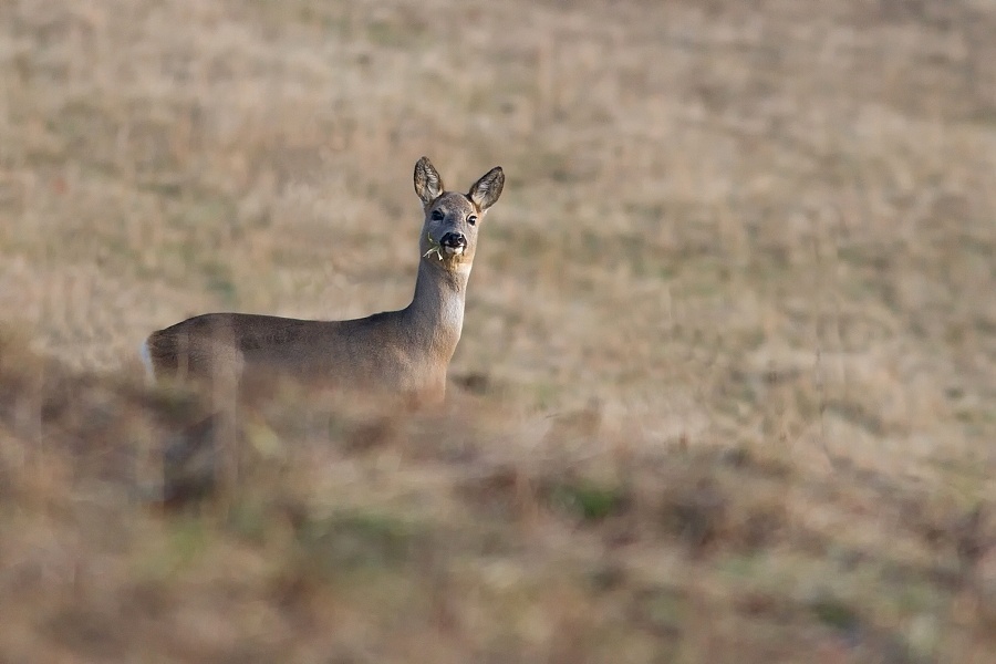 Capreolus capreolus