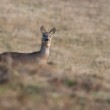 Capreolus capreolus