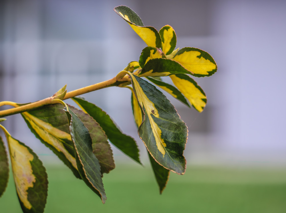 s malým pavúčikom