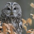 Strix aluco