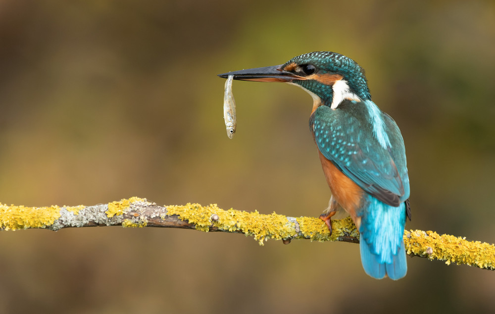 Rybárik riečny samička ( Alcedo atthis)