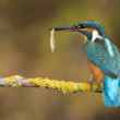 Rybárik riečny samička ( Alcedo atthis)